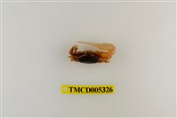 藏品(乳白南方招潮蟹)的圖片